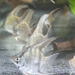 B品　ブルーメタリックベールテールエンゼルフィッシュの子供達　限定6匹　残り3匹の画像