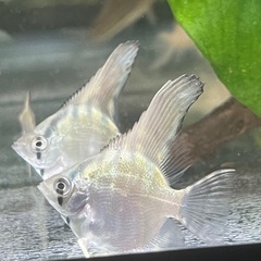 B品　ブルーメタリックベールテールエンゼルフィッシュの子供達　限定6匹　残り3匹の画像