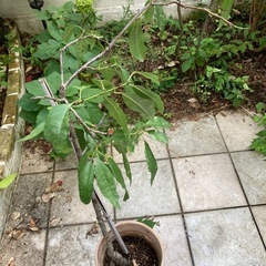 アーモンド 苗木 植木の画像