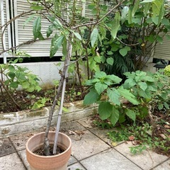 アーモンド 苗木 植木の画像