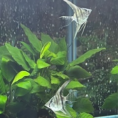 全て取り引き中　S品　ブルーメタリックベールテールエンゼルフィッシュの稚魚　4匹限定の画像