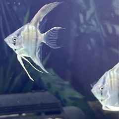 全て取り引き中　S品　ブルーメタリックベールテールエンゼルフィッシュの稚魚　4匹限定の画像