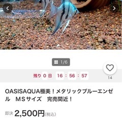 全て取り引き中　S品　ブルーメタリックベールテールエンゼルフィッシュの稚魚　4匹限定の画像