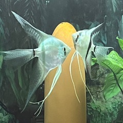 全て取り引き中　S品　ブルーメタリックベールテールエンゼルフィッシュの稚魚　4匹限定の画像