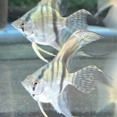A品　ブルーメタリックベールテールエンゼルの稚魚　限定3匹の画像