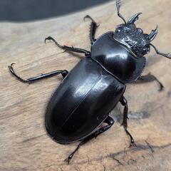 ディディエールシカクワガタ【新成虫ペア】の画像