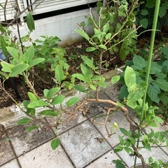 植木 苗木 ライムの画像