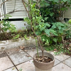 植木 苗木 ライムの画像