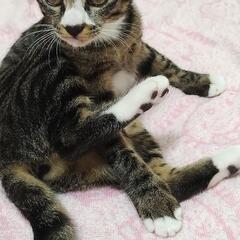 里親様募集です！