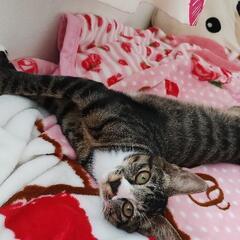 里親様募集です！
