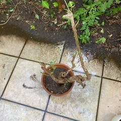 盆栽 ニシキギ 植木 苗木の画像