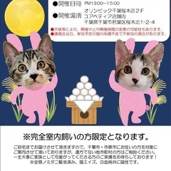 猫ちゃん譲渡会