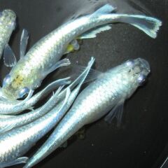 更に値下げしました！ メダカ「エメキン」成魚 ②の画像