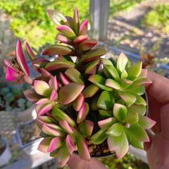 多肉植物 桜吹雪 大🌸の画像