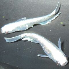 更に値下げしました！ メダカ「エメキン」成魚 ②の画像