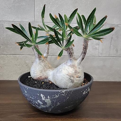 パキポディウム・グラキリス BOTANIZE鉢付き 美形双頭・BOTANIZE鉢付き】発根済み パキポディウム