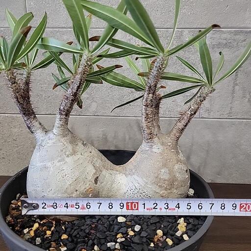 パキポディウム・グラキリス BOTANIZE鉢付き 作家: 後藤瑞葉 ヴィンテージシリーズとパキポディウム