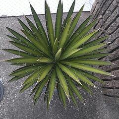 ユッカフィリフェラ（鉢付き）の画像