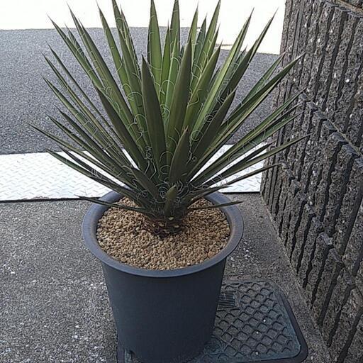 ユッカフィリフェラ（鉢付き）