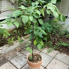 植木 苗木 梅 豊後 ウメの画像