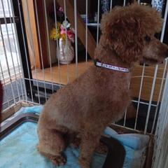 ブリーダー引退犬