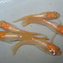 メダカ「プラチナ牡丹」成魚 ②の画像