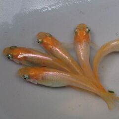 メダカ「プラチナ牡丹」成魚 ②の画像