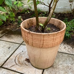 植木 アオハダ 約2mの画像