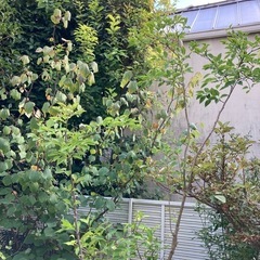植木 アオハダ 約2mの画像
