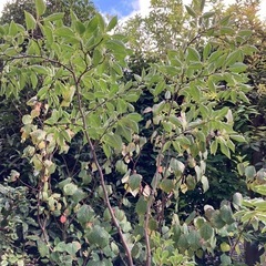 植木 アオハダ 約2mの画像