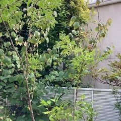 植木 アオハダ 約2mの画像
