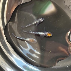 陽炎　めだかの画像