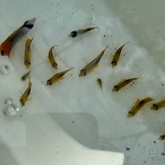 チョウチョウウオの画像