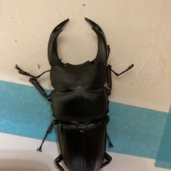 オオクワガタ♂×2.♀1  余りラスト‼️の画像