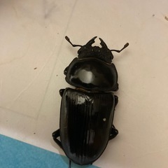 オオクワガタ♂×2.♀1  余りラスト‼️の画像