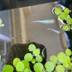メダカ 幹之フルボディ（鉄仮面）若魚5匹セットの画像