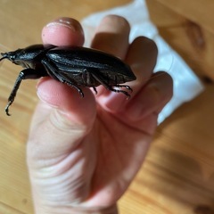 オオクワガタ♀55.7ミリ　SR血統　同腹最大89.5 の画像