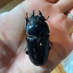 オオクワガタ♀55.7ミリ　SR血統　同腹最大89.5 の画像