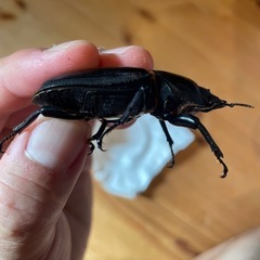 オオクワガタ♀55.7ミリ　SR血統　同腹最大89.5 の画像