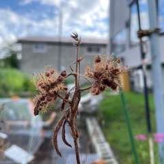 オジギソウの種の画像