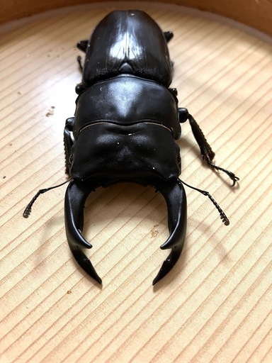 【川西産】オオクワガタ、♂83.0mm、♀53.0mmペア：1909-1 23年羽化 久留米産オオクワガタ 81.5mmペア ジュリクワ氏ブリード個体