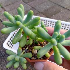 多肉植物 乙女心🌺の画像