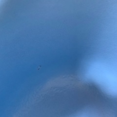 バンボ　青色の画像