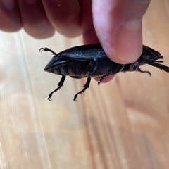 オオクワガタ　SR血統♀57.1ミリ（同腹最大89.5） 　　　の画像