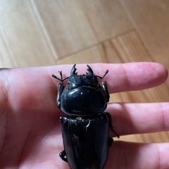 オオクワガタ　SR血統♀57.1ミリ（同腹最大89.5） 　　　の画像