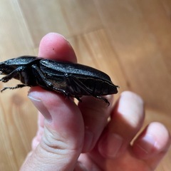 オオクワガタ　SR血統♀57.1ミリ（同腹最大89.5） 　　　の画像