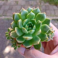 多肉植物 エケベリア🌺の画像