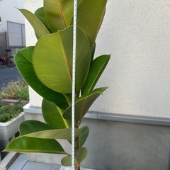ゴムの木　鑑賞の植物の画像