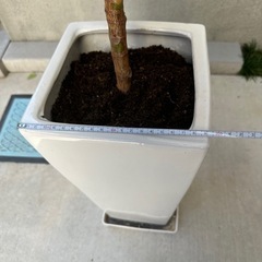 ゴムの木　鑑賞の植物の画像