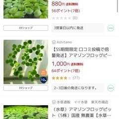 ドワーフフロッグピット(浮草)の画像